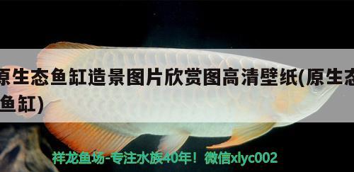 原生態(tài)魚缸造景圖片欣賞圖高清壁紙(原生態(tài)魚缸) 巨骨舌魚