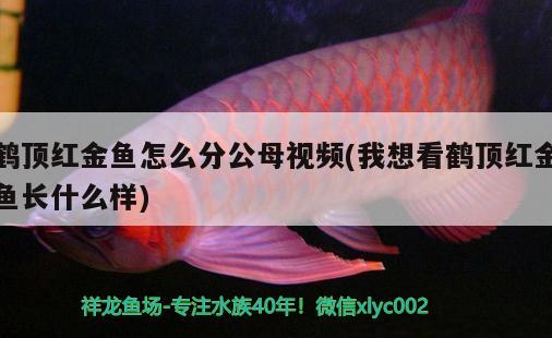 鶴頂紅金魚怎么分公母視頻(我想看鶴頂紅金魚長什么樣)