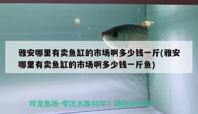 雅安哪里有賣魚缸的市場啊多少錢一斤(雅安哪里有賣魚缸的市場啊多少錢一斤魚)