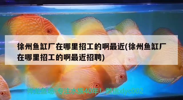 徐州魚缸廠在哪里招工的啊最近(徐州魚缸廠在哪里招工的啊最近招聘) 黑影道人魚