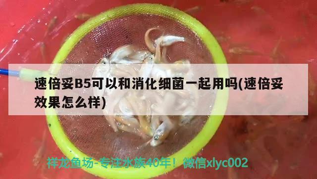 速倍妥B5可以和消化細(xì)菌一起用嗎(速倍妥效果怎么樣)