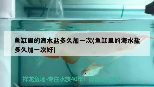 魚缸里的海水鹽多久加一次(魚缸里的海水鹽多久加一次好)