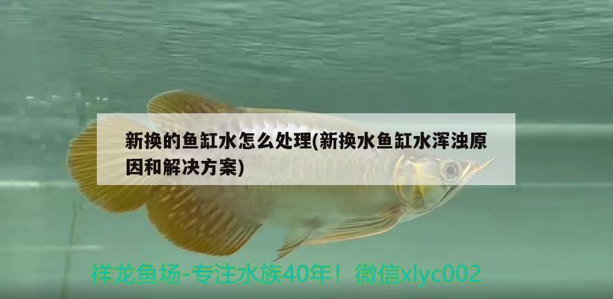 新?lián)Q的魚缸水怎么處理(新?lián)Q水魚缸水渾濁原因和解決方案) 可麗愛魚缸