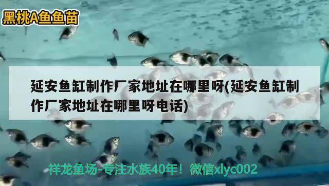 延安魚缸制作廠家地址在哪里呀(延安魚缸制作廠家地址在哪里呀電話) 龍魚專用燈