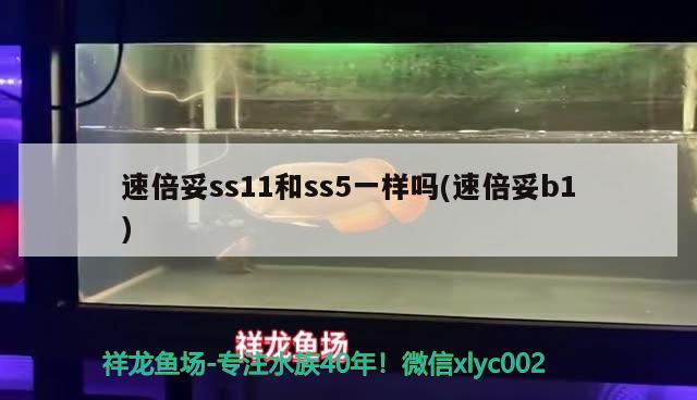 速倍妥ss11和ss5一樣嗎(速倍妥b1)