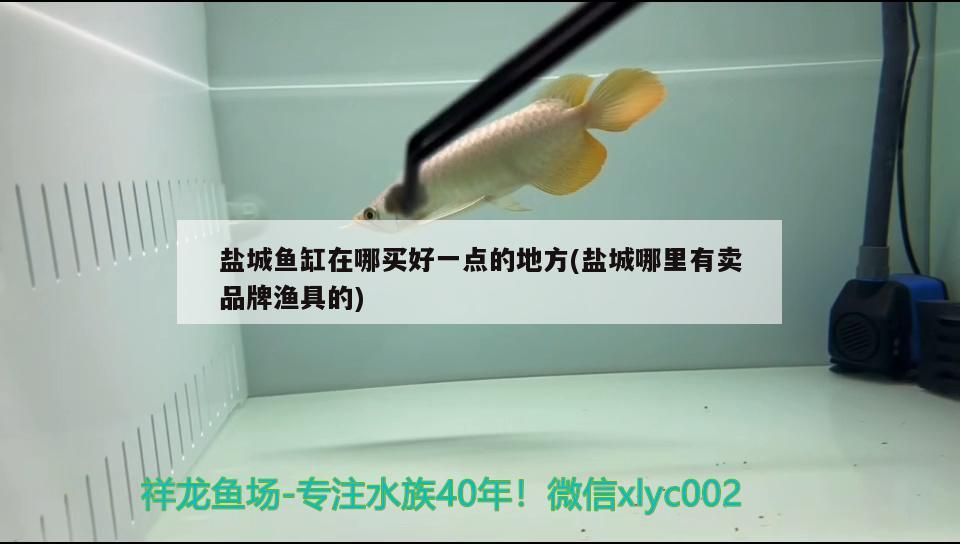 鹽城魚(yú)缸在哪買(mǎi)好一點(diǎn)的地方(鹽城哪里有賣(mài)品牌漁具的) 白化火箭魚(yú)