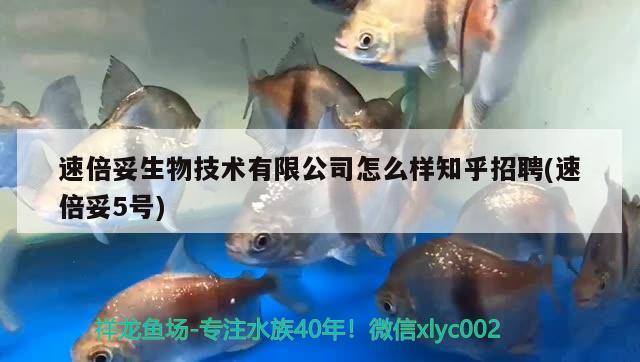 速倍妥生物技術有限公司怎么樣知乎招聘(速倍妥5號)