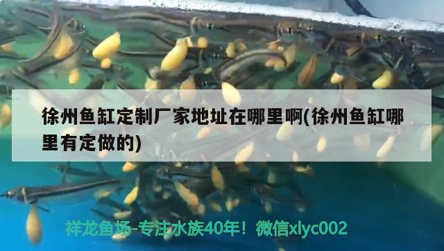 徐州魚缸定制廠家地址在哪里啊(徐州魚缸哪里有定做的) 印尼紅龍魚