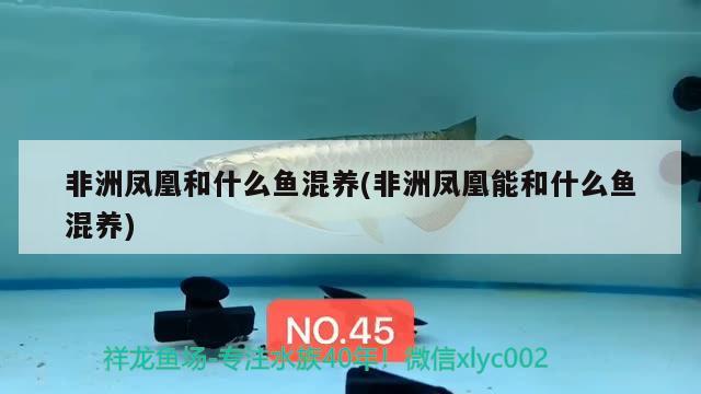 非洲鳳凰和什么魚混養(yǎng)(非洲鳳凰能和什么魚混養(yǎng)) 觀賞魚