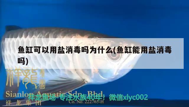 魚缸可以用鹽消毒嗎為什么(魚缸能用鹽消毒嗎)