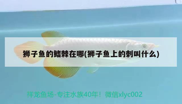 獅子魚的鰭棘在哪(獅子魚上的刺叫什么) 觀賞魚