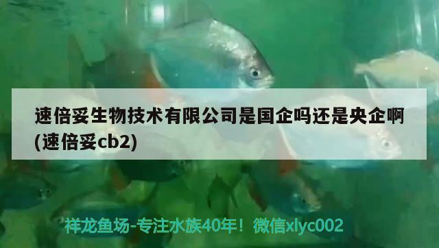 速倍妥生物技術有限公司是國企嗎還是央企啊(速倍妥cb2) 速倍妥