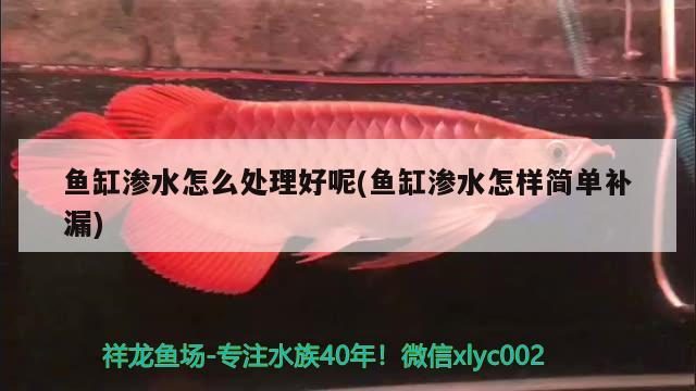 魚缸滲水怎么處理好呢(魚缸滲水怎樣簡單補漏) 魚糧魚藥