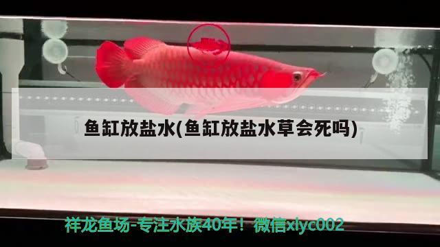 魚缸放鹽水(魚缸放鹽水草會死嗎) 水草