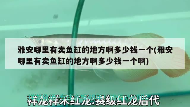 雅安哪里有賣魚缸的地方啊多少錢一個(雅安哪里有賣魚缸的地方啊多少錢一個啊)