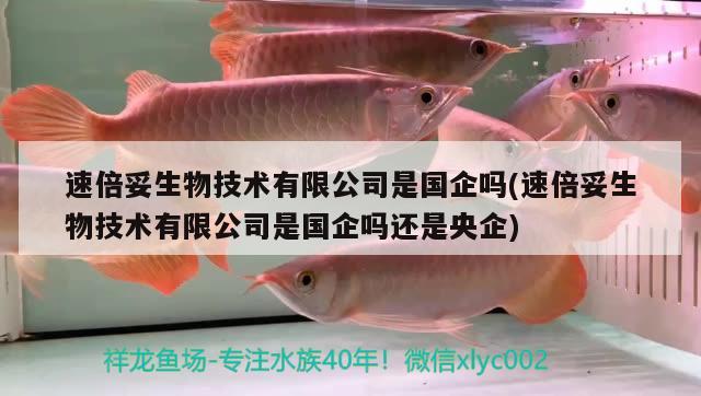 速倍妥生物技術(shù)有限公司是國企嗎(速倍妥生物技術(shù)有限公司是國企嗎還是央企)