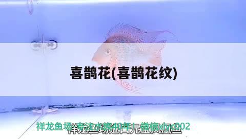 喜鵲花(喜鵲花紋) 觀賞魚