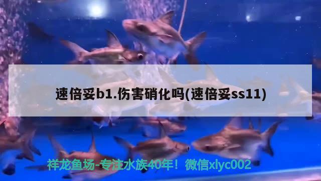 速倍妥b1.傷害硝化嗎(速倍妥ss11) 速倍妥