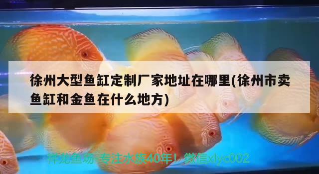 徐州大型魚缸定制廠家地址在哪里(徐州市賣魚缸和金魚在什么地方)