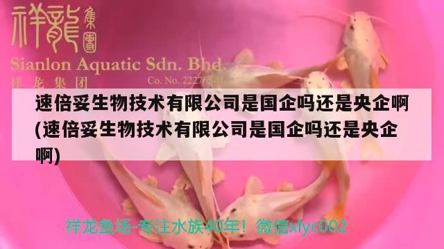 速倍妥生物技術(shù)有限公司是國企嗎還是央企啊(速倍妥生物技術(shù)有限公司是國企嗎還是央企啊)