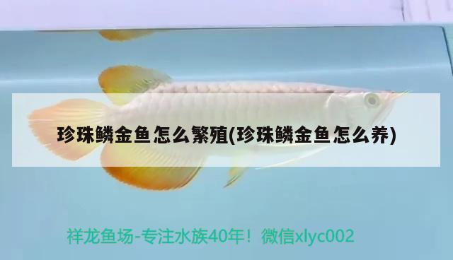 珍珠鱗金魚怎么繁殖(珍珠鱗金魚怎么養(yǎng))