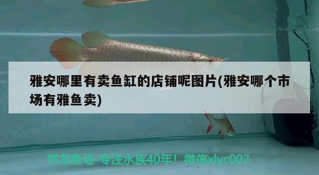 雅安哪里有賣魚缸的店鋪呢圖片(雅安哪個(gè)市場有雅魚賣) 短身紅龍魚