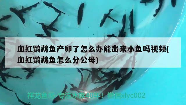 血紅鸚鵡魚產(chǎn)卵了怎么辦能出來小魚嗎視頻(血紅鸚鵡魚怎么分公母) 鸚鵡魚