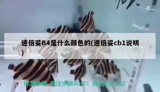 速倍妥B4是什么顏色的(速倍妥cb1說明)