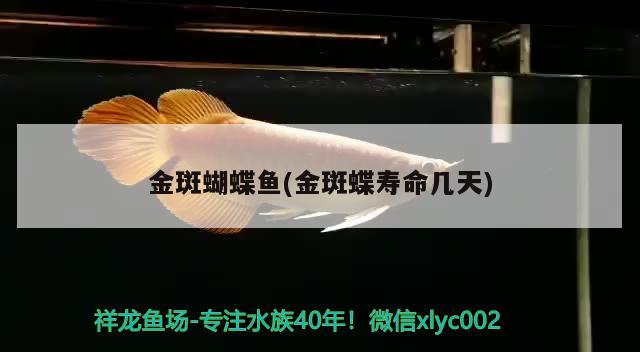 金斑蝴蝶魚(金斑蝶壽命幾天) 蝴蝶鯉