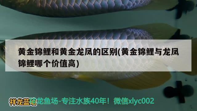 黃金錦鯉和黃金龍鳳的區(qū)別(黃金錦鯉與龍鳳錦鯉哪個價值高) 觀賞魚