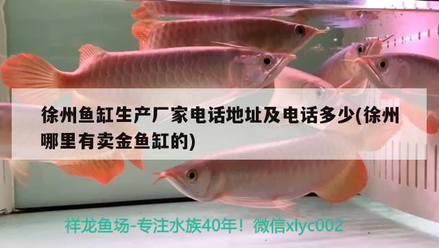 徐州魚缸生產(chǎn)廠家電話地址及電話多少(徐州哪里有賣金魚缸的) 財(cái)神鸚鵡魚