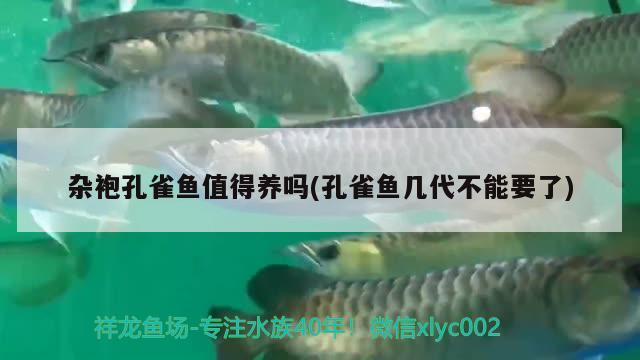 雜袍孔雀魚(yú)值得養(yǎng)嗎(孔雀魚(yú)幾代不能要了) 觀賞魚(yú)