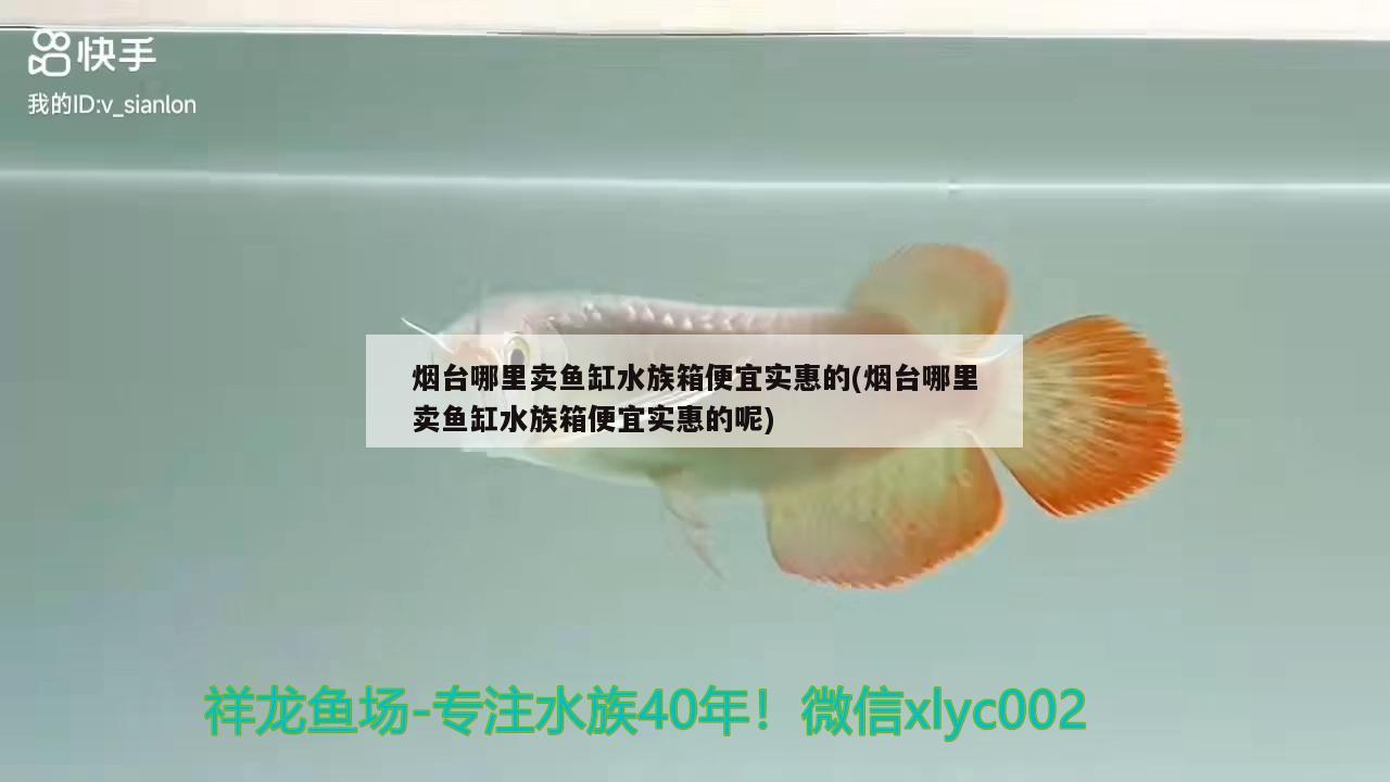 煙臺(tái)哪里賣(mài)魚(yú)缸水族箱便宜實(shí)惠的(煙臺(tái)哪里賣(mài)魚(yú)缸水族箱便宜實(shí)惠的呢) 魚(yú)缸/水族箱