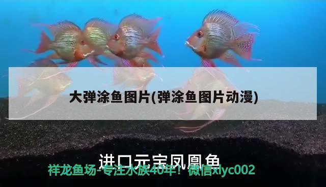 大彈涂魚圖片(彈涂魚圖片動漫) 觀賞魚