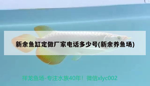 新余魚缸定做廠家電話多少號(新余養(yǎng)魚場) 圖騰金龍魚