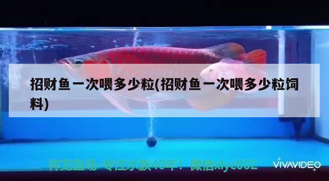 招財魚一次喂多少粒(招財魚一次喂多少粒飼料) 觀賞魚 第2張