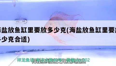 海鹽放魚(yú)缸里要放多少克(海鹽放魚(yú)缸里要放多少克合適) 黃金鴨嘴魚(yú)