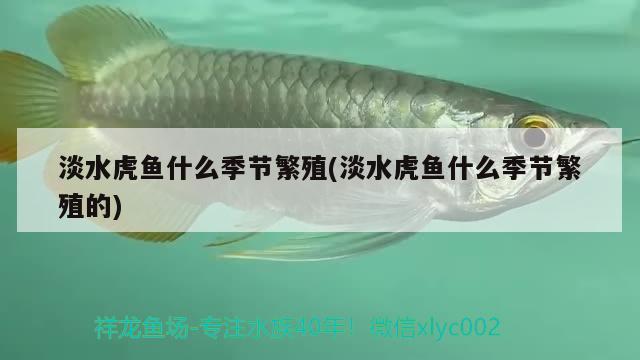 淡水虎魚什么季節(jié)繁殖(淡水虎魚什么季節(jié)繁殖的) 食人魚（水虎）