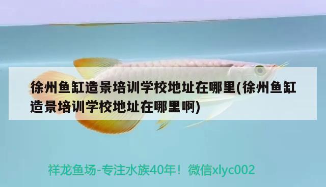 徐州魚缸造景培訓(xùn)學(xué)校地址在哪里(徐州魚缸造景培訓(xùn)學(xué)校地址在哪里啊) 其他品牌魚缸