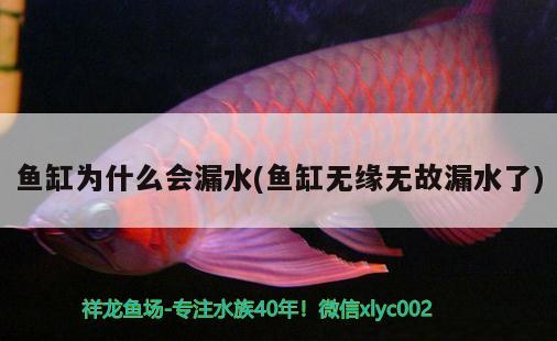 魚缸為什么會漏水(魚缸無緣無故漏水了) 黑云魚