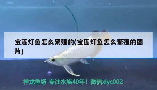 寶蓮燈魚怎么繁殖的(寶蓮燈魚怎么繁殖的圖片)