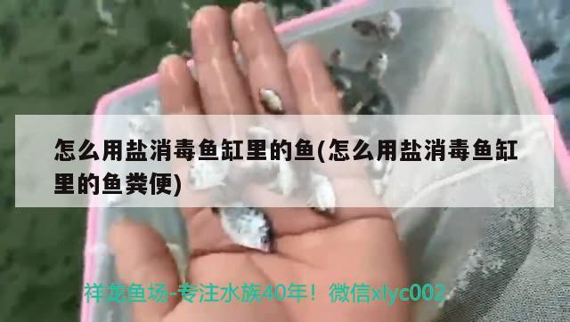 怎么用鹽消毒魚缸里的魚(怎么用鹽消毒魚缸里的魚糞便) 金龍魚糧