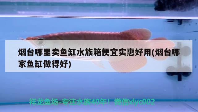 煙臺哪里賣魚缸水族箱便宜實(shí)惠好用(煙臺哪家魚缸做得好)