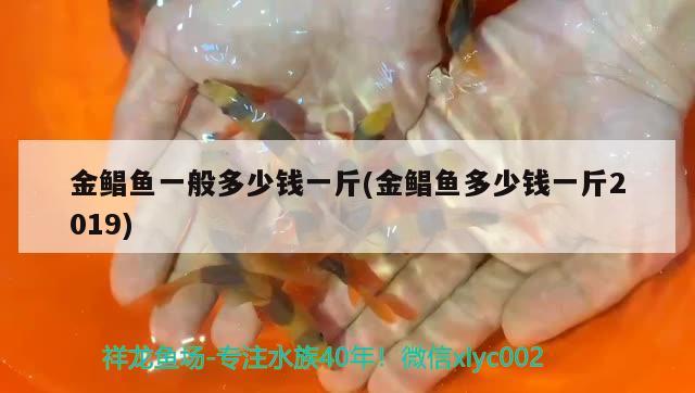 金鯧魚一般多少錢一斤(金鯧魚多少錢一斤2019) 觀賞魚