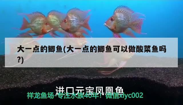 大一點(diǎn)的鯽魚(大一點(diǎn)的鯽魚可以做酸菜魚嗎?)