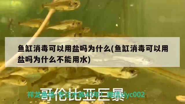 魚缸消毒可以用鹽嗎為什么(魚缸消毒可以用鹽嗎為什么不能用水)