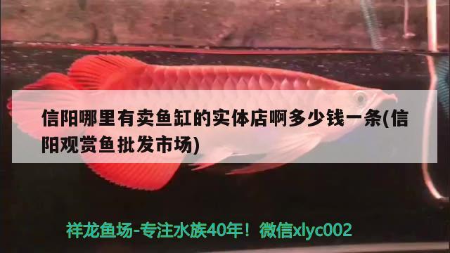 信陽(yáng)哪里有賣魚缸的實(shí)體店啊多少錢一條(信陽(yáng)觀賞魚批發(fā)市場(chǎng))