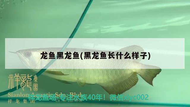 龍魚黑龍魚(黑龍魚長什么樣子)