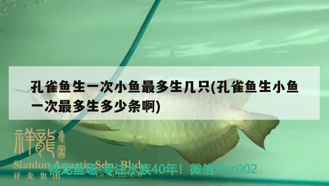 孔雀魚生一次小魚最多生幾只(孔雀魚生小魚一次最多生多少條啊) 觀賞魚