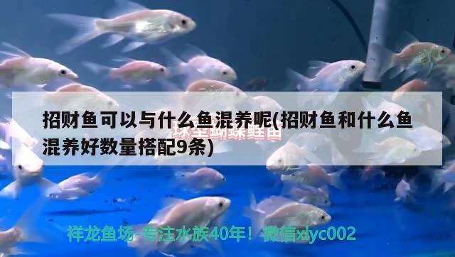 招財魚可以與什么魚混養(yǎng)呢(招財魚和什么魚混養(yǎng)好數(shù)量搭配9條)